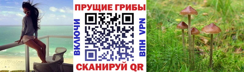 Галлюциногенные грибы Psilocybe Катав-Ивановск